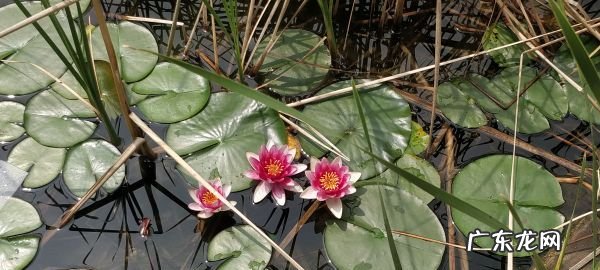 柠檬苏打水的作用,屈臣氏苏打水可以直接喝