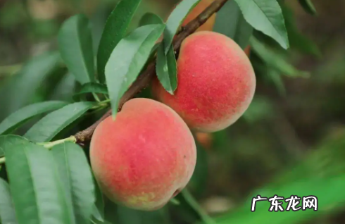 桃子有什么营养,桃子的营养价值