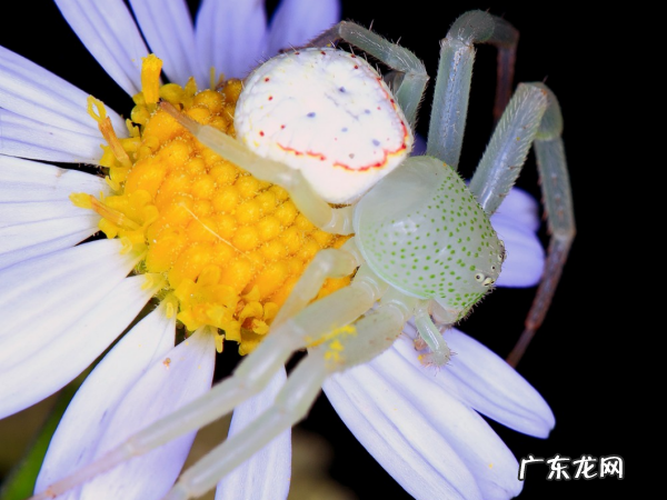 白蜘蛛有毒,小小的像蜘蛛爬行的是什么