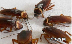 蟑螂会爬到床上,蟑螂会爬到床上来怎么办