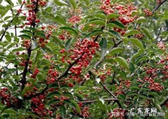 鲜花椒怎么晒干不变色,花椒怎么晒干不变黑