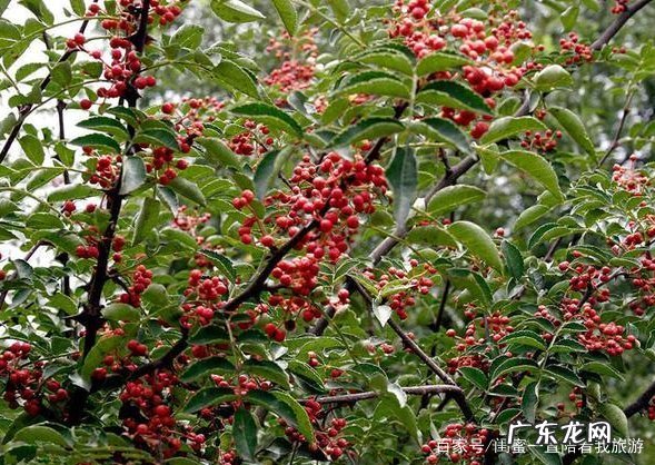 鲜花椒怎么晒干不变色,花椒怎么晒干不变黑