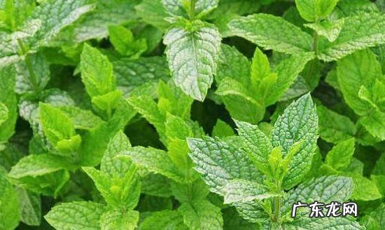 薄荷怎么浇水才是正确的,如何给薄荷浇水