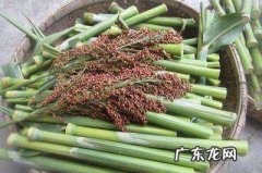 高粱杆可以吃,高粱粉的功效与作用吃法
