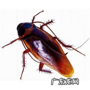 蟑螂会不会咬人,蟑螂会咬人