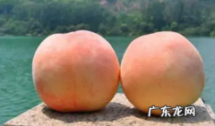 白凤桃是水蜜桃,阳山水蜜桃和白凤桃的区别