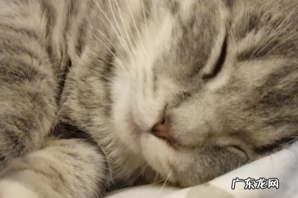 家里有宠物如何杀蟑螂,家有宠物怎么消灭蟑螂