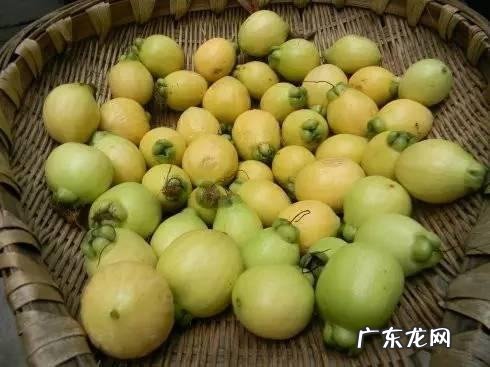 木葡萄可以吃吗,...可以吃的里面是空心的不过有个很大颗的果核