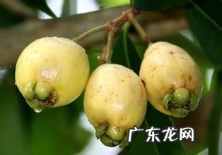 木葡萄可以吃吗,...可以吃的里面是空心的不过有个很大颗的果核