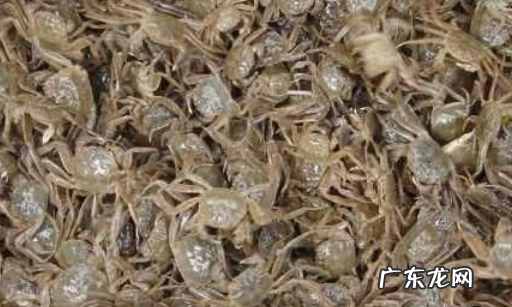 帝王蟹壳软怎么回事,帝王蟹尾部软软的一坨是什么东西