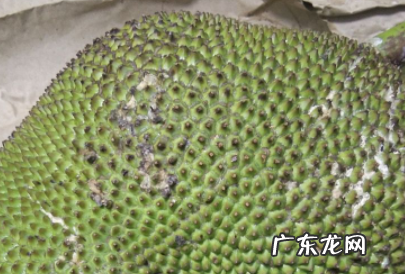 菠萝蜜中间的芯怎么去,菠萝蜜中间的芯怎么去