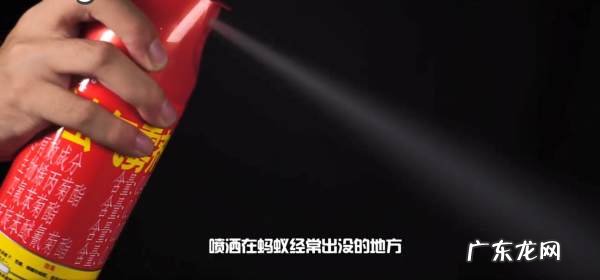沙发上有蚂蚁怎么消灭,沙发上有好多蚂蚁怎么办