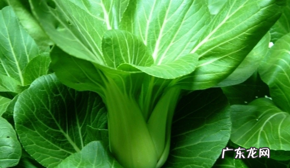 黑菜是什么菜,小黑菜是什么菜