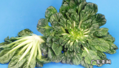 黑菜是什么菜,小黑菜是什么菜