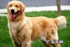 成年金毛可以吃鸡蛋,金毛犬能不能吃鸡蛋