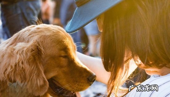 成年金毛可以吃鸡蛋,金毛犬能不能吃鸡蛋