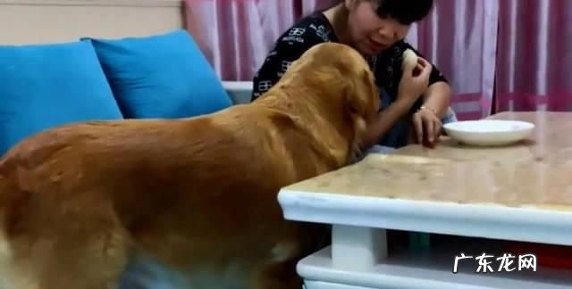 成年金毛可以吃鸡蛋,金毛犬能不能吃鸡蛋
