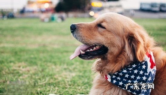 成年金毛可以吃鸡蛋,金毛犬能不能吃鸡蛋