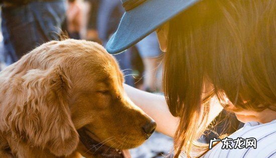 成年金毛可以吃鸡蛋,金毛犬能不能吃鸡蛋