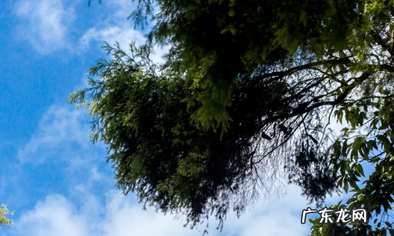 关于的立夏的句子,立夏句子有哪些