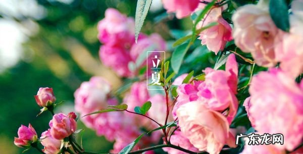 关于的立夏的句子,立夏句子有哪些