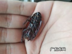 小蟑螂有卵,蟑螂幼虫有卵鞘