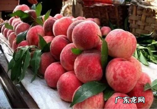 桃子里面长虫子的原因,桃子里面有蛆虫是怎么回事怎么防治