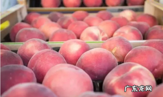 桃子里面长虫子的原因,桃子里面有蛆虫是怎么回事怎么防治