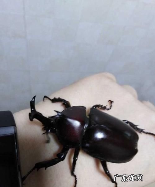 独角仙白天怎么抓,独角仙怎么捉到