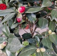 盆栽茶花怎么样配土,茶花用什么土最好北方