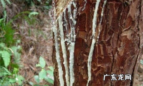松香有毒 松香味道没有毒,松香融化后味道有毒