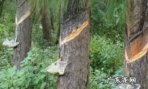 松香有毒 松香味道没有毒,松香融化后味道有毒