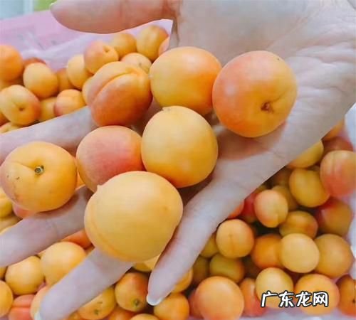 吊干杏要削皮吃,吊干杏的产地是哪里