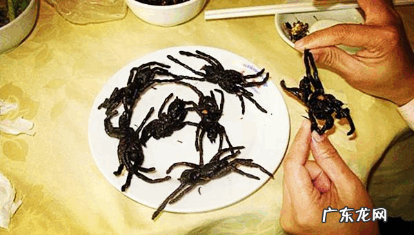 蜘蛛能吃能食用,蜘蛛可以吃