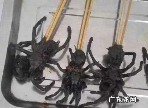 蜘蛛能吃能食用,蜘蛛可以吃