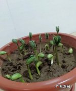 豆子发芽了能吃,发芽的黄豆能吃