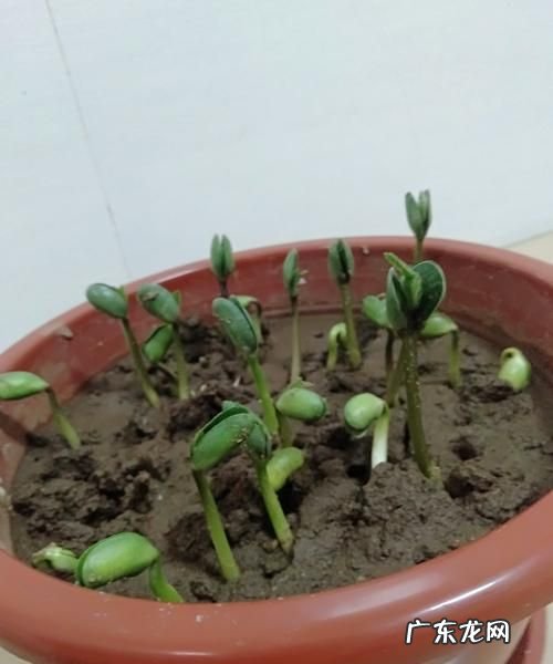 豆子发芽了能吃,发芽的黄豆能吃
