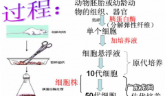 常用培养基的种类及用途如何,根据培养基用途的不同培养基可分为几类简述各类的用途