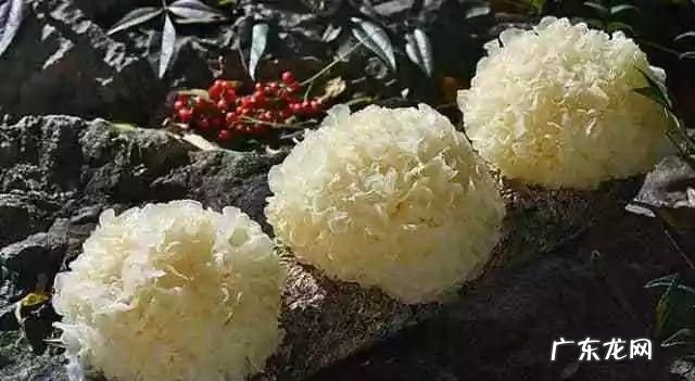 鲜银耳放冰箱可以保存多久,鲜银耳放冰箱保鲜几天还可以吃