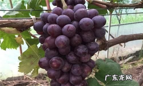 吃葡萄可以不吐籽,吃葡萄不吐籽为什么会有利于抗癌