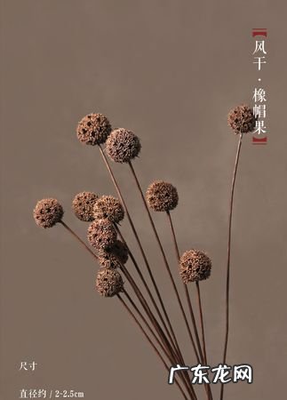 莲蓬干花制作方法,干莲蓬怎么做工艺品