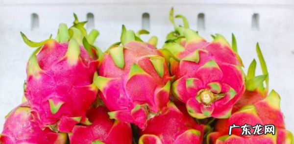 火龙果适不适合放冰箱,火龙果可以放入冰箱保存