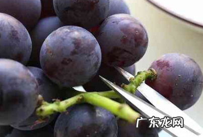 冻葡萄要冻几个小时,冷冻葡萄怎么吃好吃