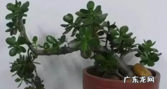 玉树两个主干怎么修剪,玉树的修剪方法