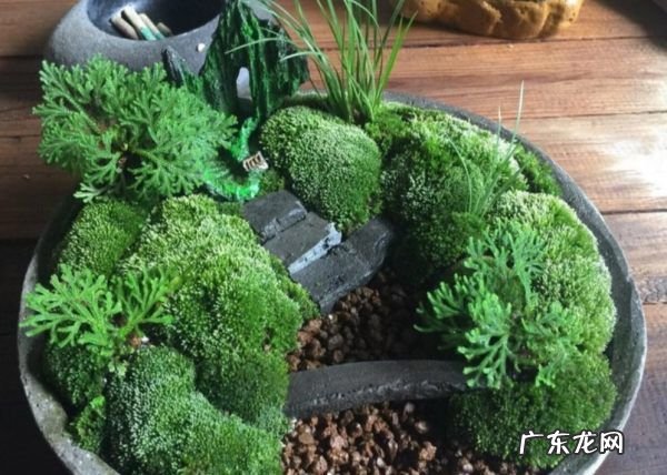 怎么用土豆做苔藓,杜鹃根怎么长青苔了