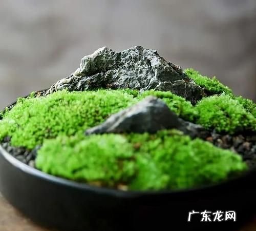 怎么用土豆做苔藓,杜鹃根怎么长青苔了
