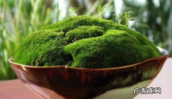 怎么用土豆做苔藓,杜鹃根怎么长青苔了