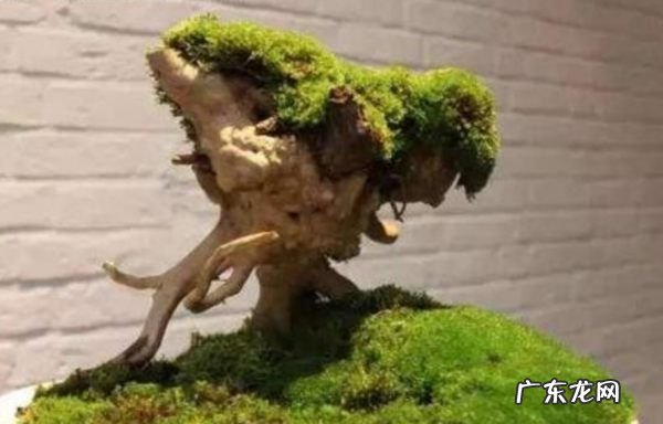 怎么用土豆做苔藓,杜鹃根怎么长青苔了