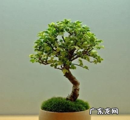 怎么用土豆做苔藓,杜鹃根怎么长青苔了