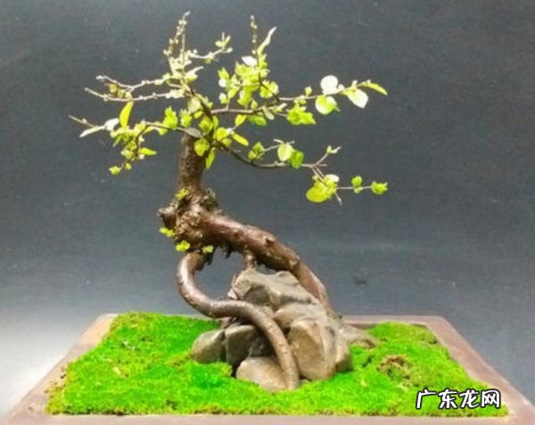 怎么用土豆做苔藓,杜鹃根怎么长青苔了